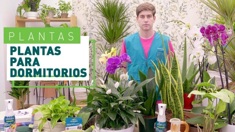 plantas en la habitacion