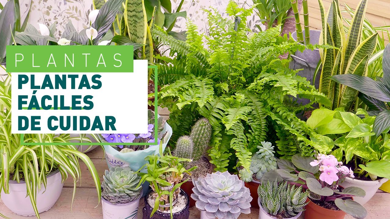 plantas faciles de cuidar