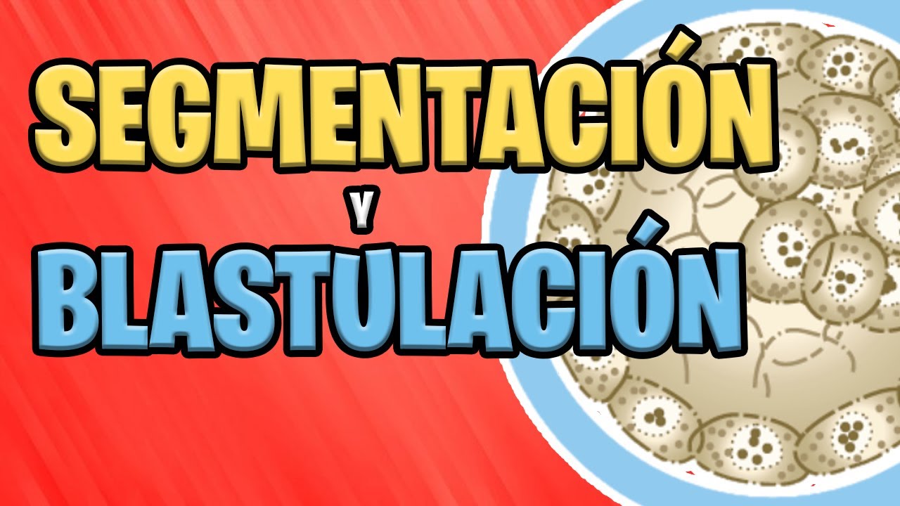 segmentacion